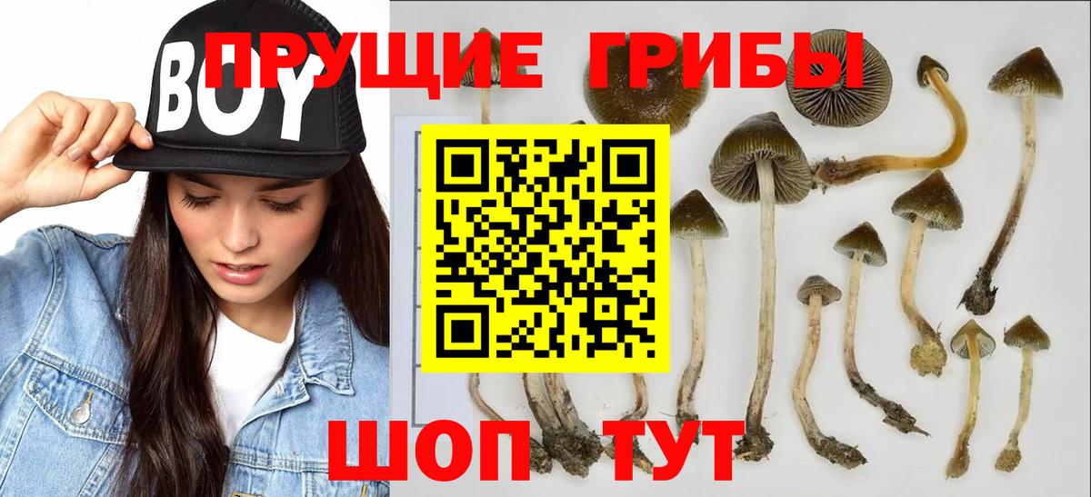 купить наркотик  Вход с VPN  Мурманск  Псилоцибиновые грибы мицелий 